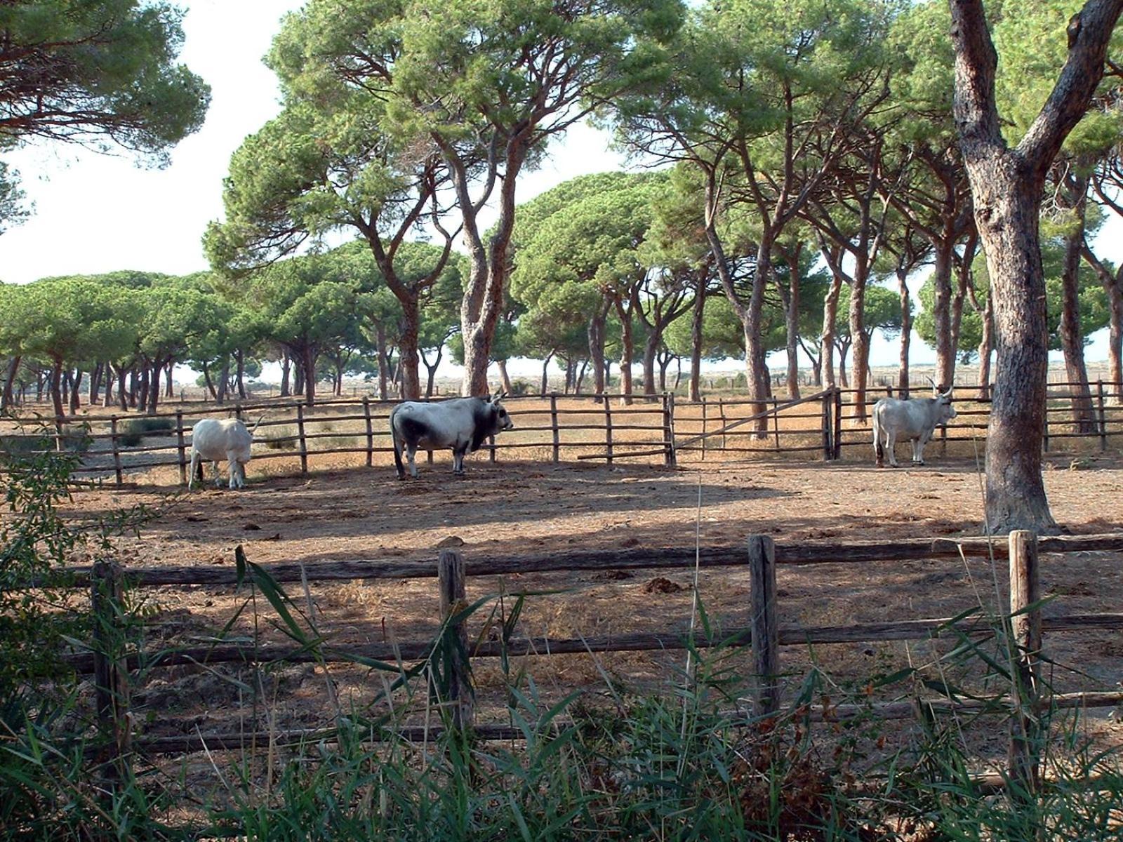 Casale Gli Ulivi Orbetello